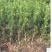 罗汉松树苗珍珠米叶雀舌小苗绿植盆栽盆景苗包邮