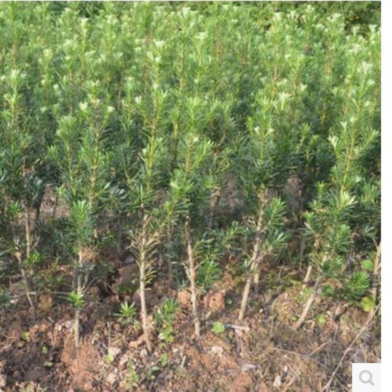 罗汉松树苗珍珠米叶雀舌小苗绿植盆栽盆景苗包邮