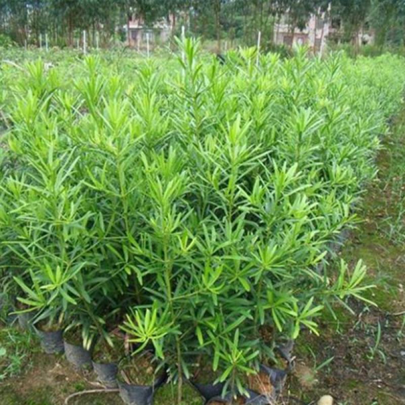 罗汉松树苗珍珠米叶雀舌小苗绿植盆栽盆景苗包邮