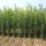 罗汉松树苗珍珠米叶雀舌小苗绿植盆栽盆景苗包邮