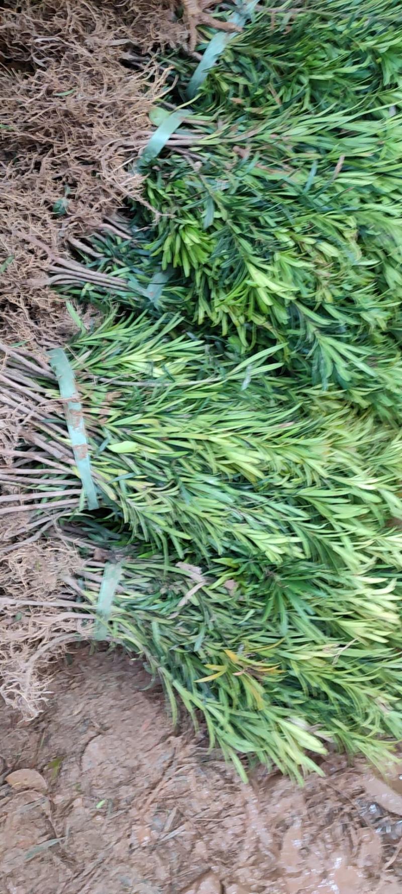 罗汉松树苗珍珠米叶雀舌小苗绿植盆栽盆景苗包邮