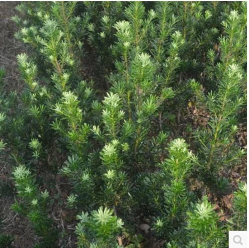 罗汉松树苗珍珠米叶雀舌小苗绿植盆栽盆景苗包邮