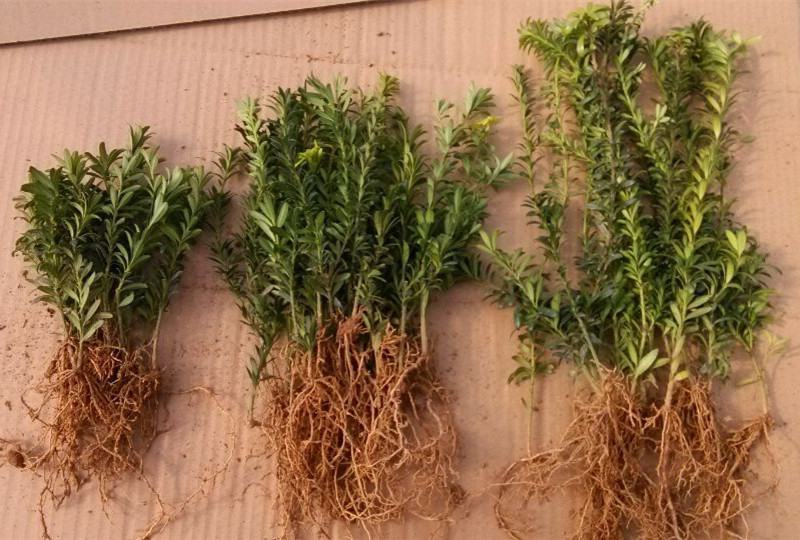 罗汉松树苗珍珠米叶雀舌小苗绿植盆栽盆景苗包邮