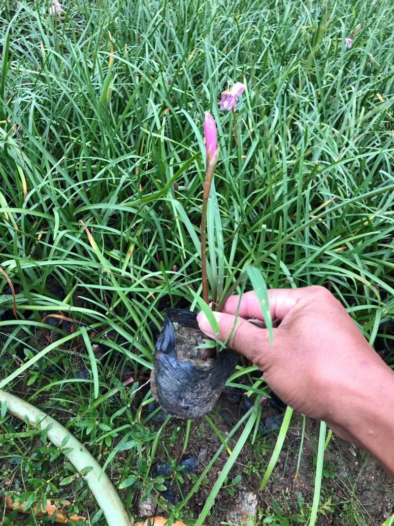 葱兰（葱莲）红色、白色。。。。。。。。。。