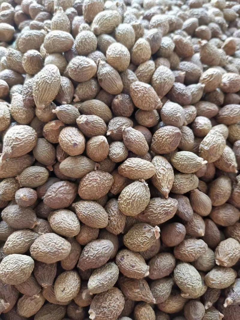 胖大海，大海子个大质量保证，经营各种中药材欢迎咨询合作！