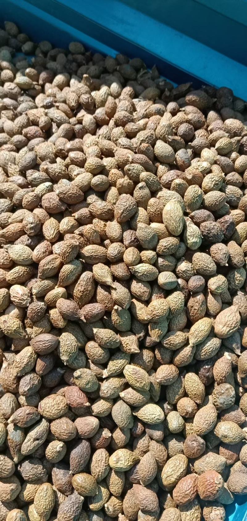 胖大海，大海子个大质量保证，经营各种中药材欢迎咨询合作！