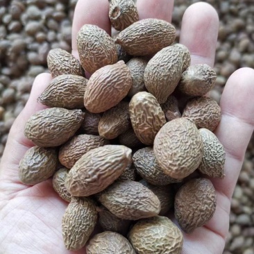 胖大海，大海子个大质量保证，经营各种中药材欢迎咨询合作！