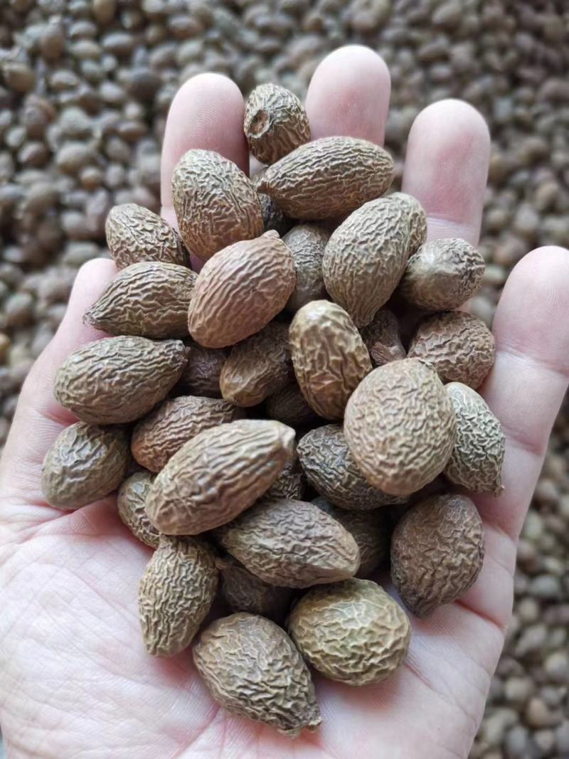 胖大海，大海子个大质量保证，经营各种中药材欢迎咨询合作！