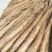 白玉山药，大量供应馆陶县众康果品