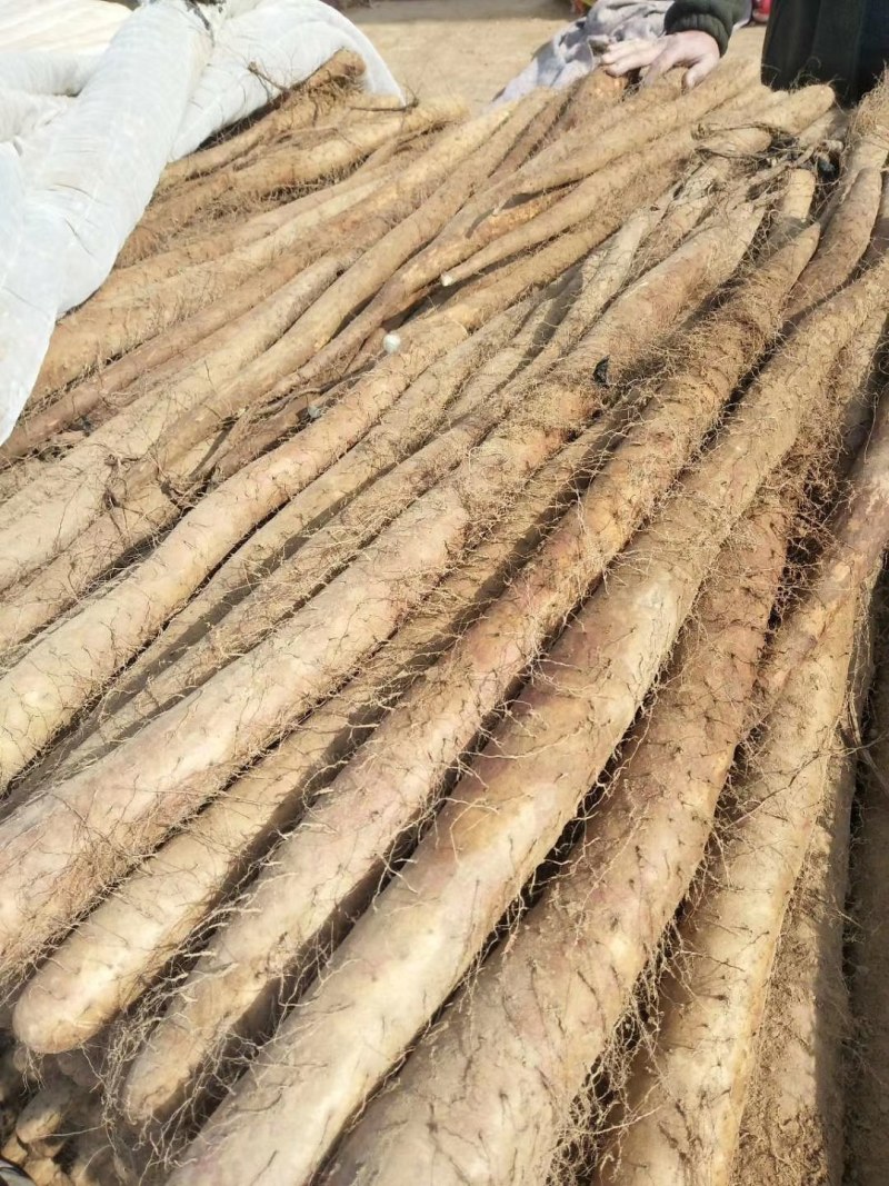 白玉山药，大量供应馆陶县众康果品
