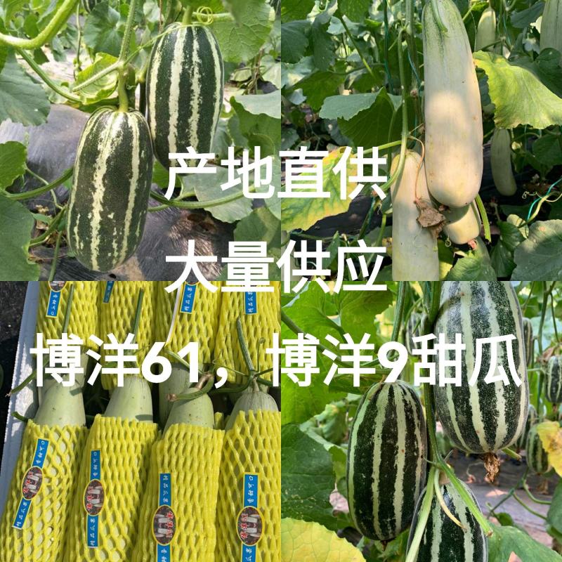 博洋72甜瓜，博洋九号甜瓜，专业代办，产地直供