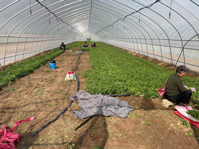 塑料薄膜长寿无滴膜黑白膜利得膜厂家直销价格优惠