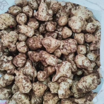 洋姜鬼子姜姜不辣种子大量供应中！红，白都有，包技术包回收