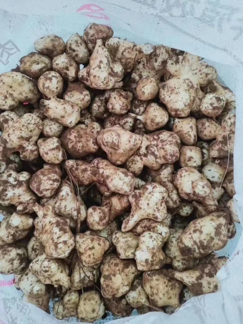 洋姜鬼子姜姜不辣种子大量供应中！红，白都有，包技术包回收