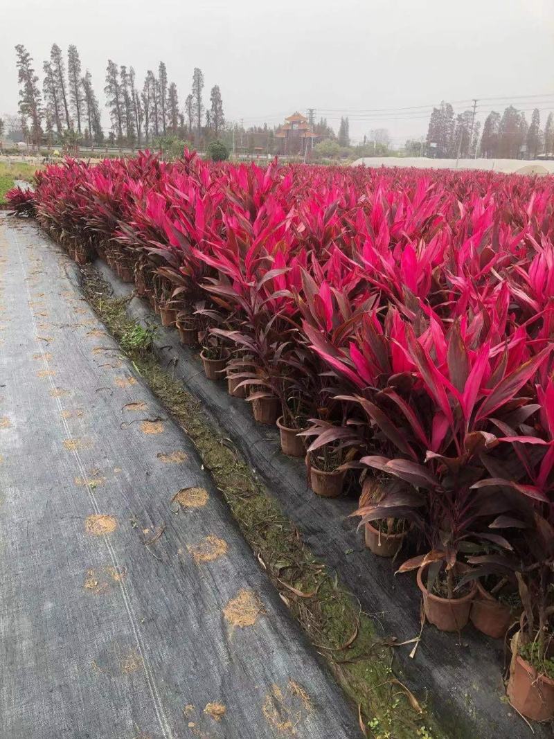 朱焦基地直销各类苗木朱焦，颜色鲜艳，品种齐全