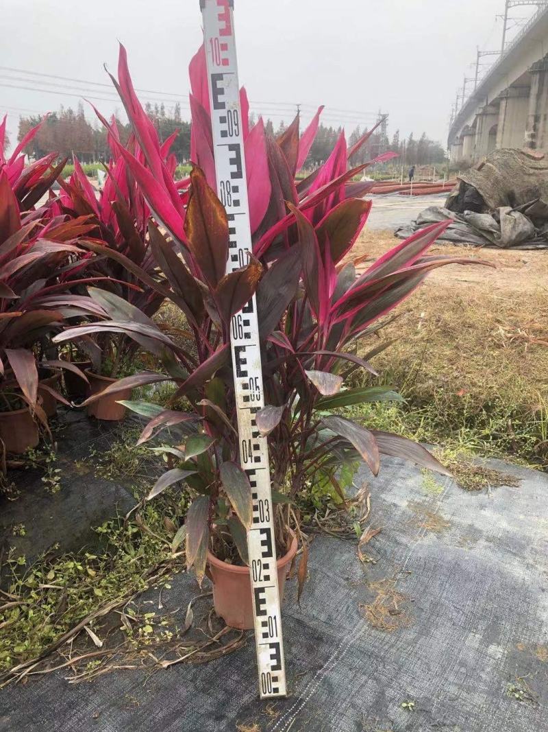 朱焦基地直销各类苗木朱焦，颜色鲜艳，品种齐全