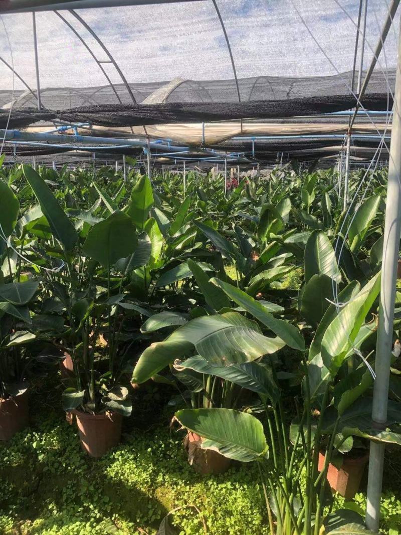基地直销各类苗木天堂鸟，一手货源。基地直发