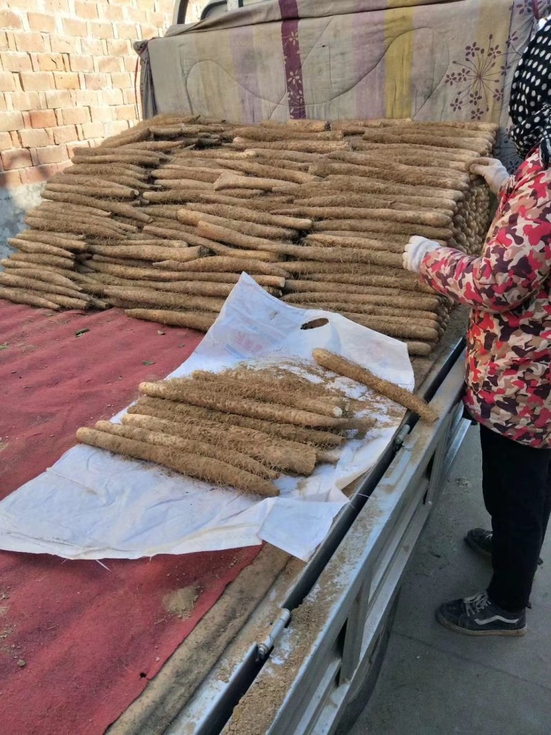 白玉山药馆陶县众康果品站大量供应