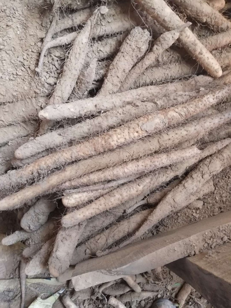 白玉山药馆陶县众康果品站大量供应
