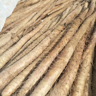 白玉山药馆陶县众康果品站大量供应