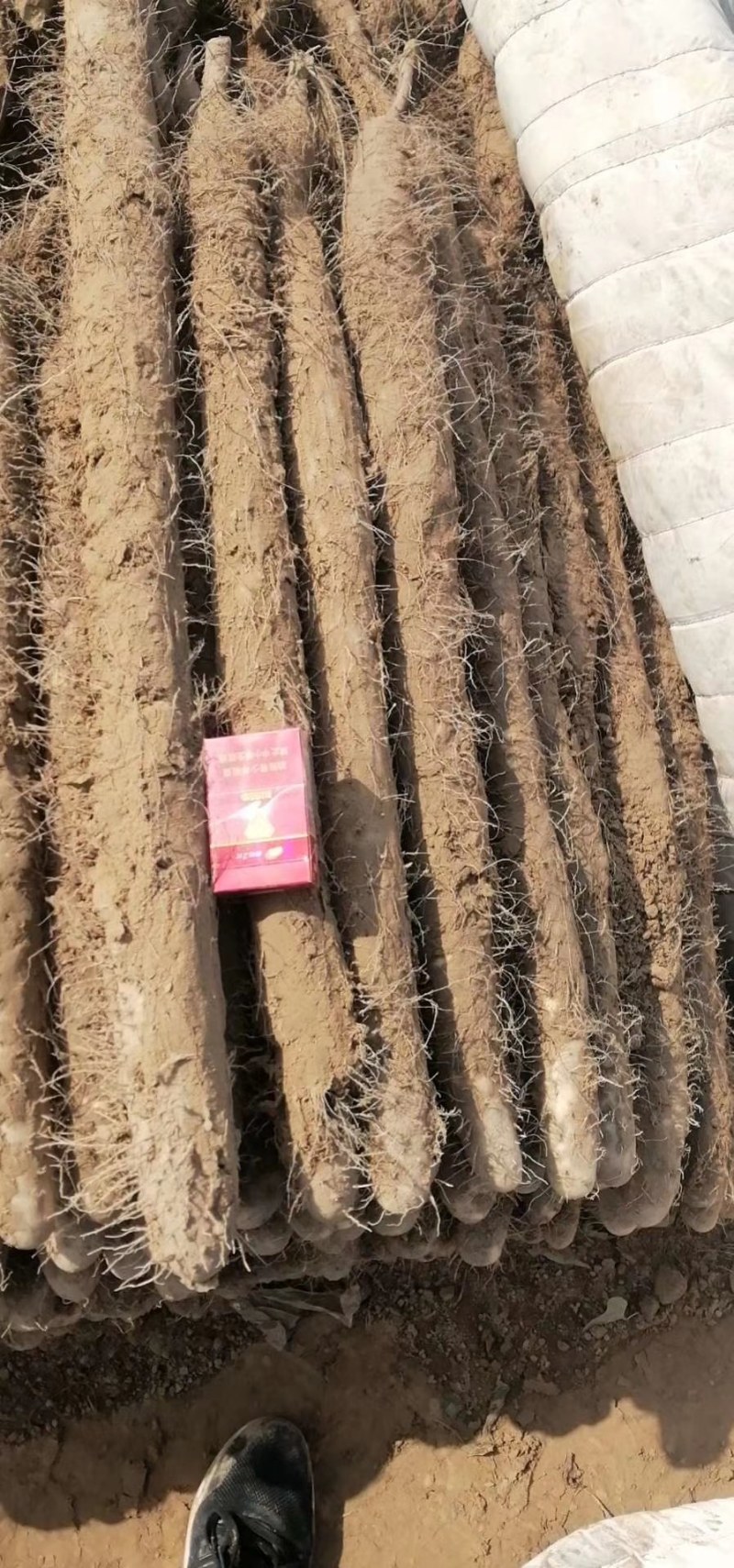白玉山药馆陶县众康果品站大量供应