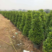 基地直销各类苗木塔茉莉，基地直发，批发价格