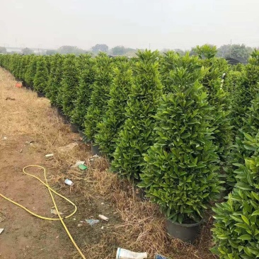 基地直销各类苗木塔茉莉，基地直发，批发价格