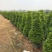 基地直销各类苗木塔茉莉，基地直发，批发价格