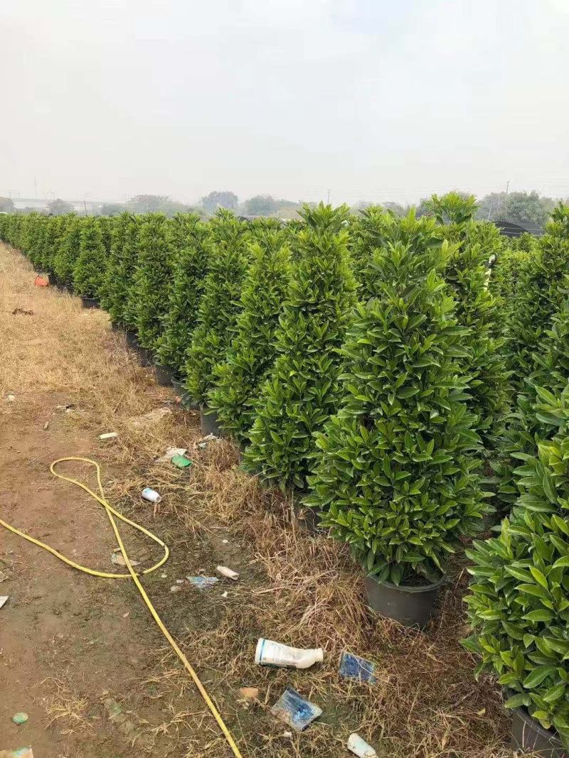 基地直销各类苗木塔茉莉，基地直发，批发价格