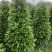 基地直销各类苗木塔茉莉，基地直发，批发价格