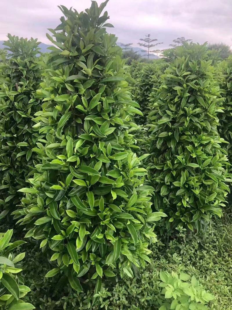 基地直销各类苗木塔茉莉，基地直发，批发价格