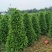 基地直销各类苗木塔茉莉，基地直发，批发价格