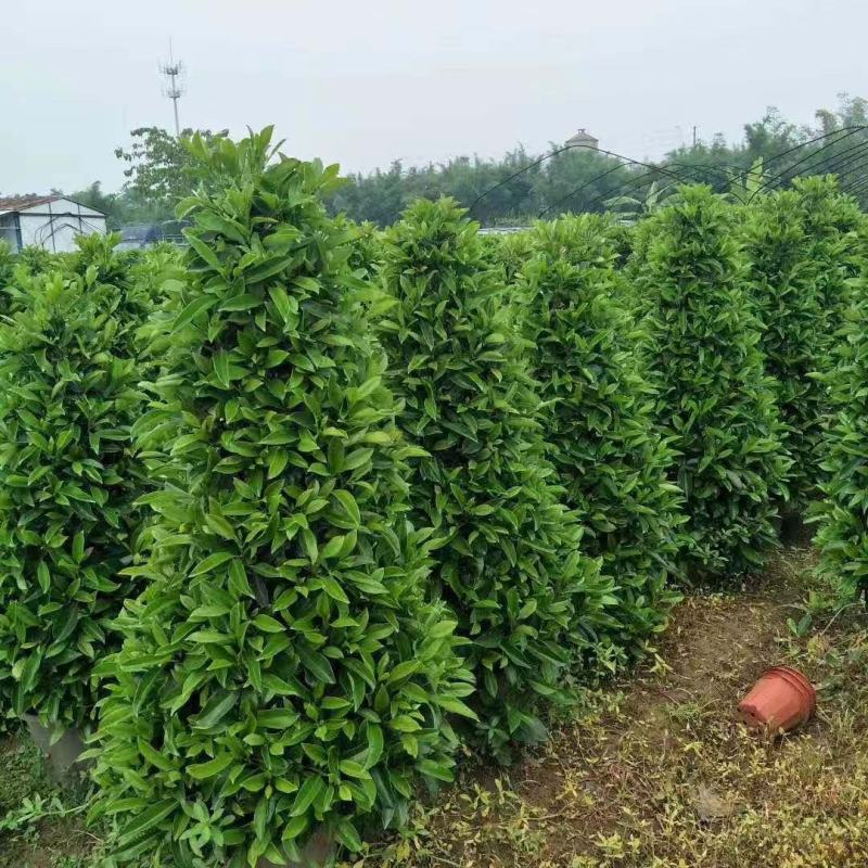基地直销各类苗木塔茉莉，基地直发，批发价格