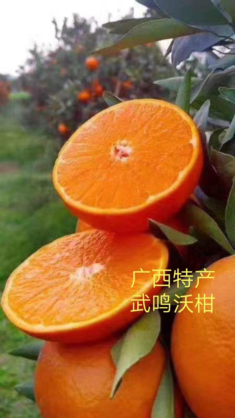 广西武鸣沃柑水果，现摘新鲜柑橘桔子，二级果批发