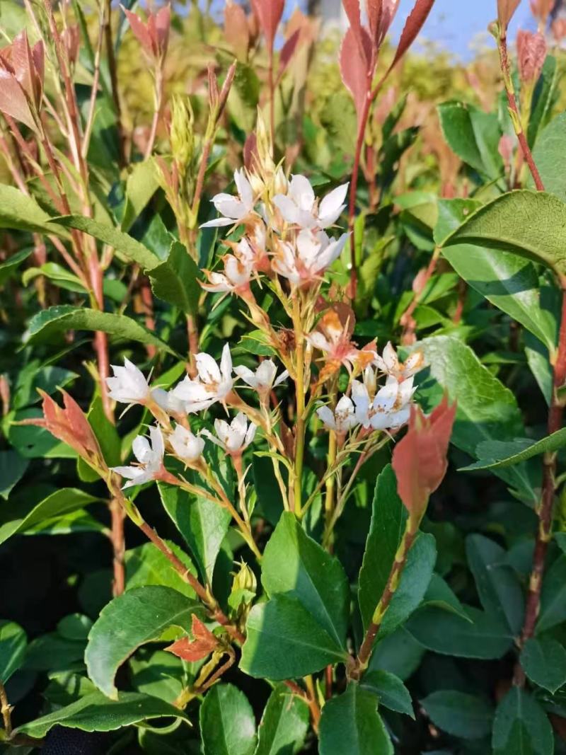 春花，绿化苗木规格齐全诚信经营量大从优