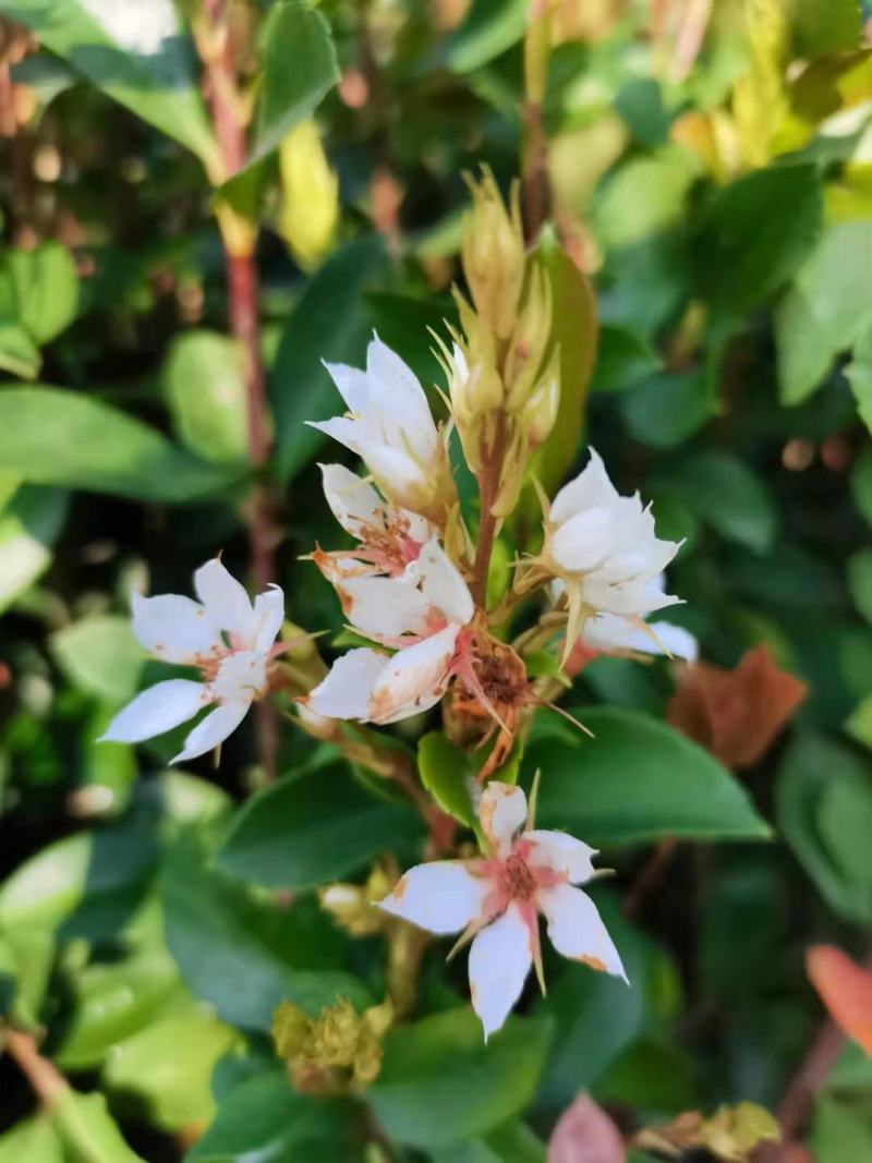 春花，绿化苗木规格齐全诚信经营量大从优