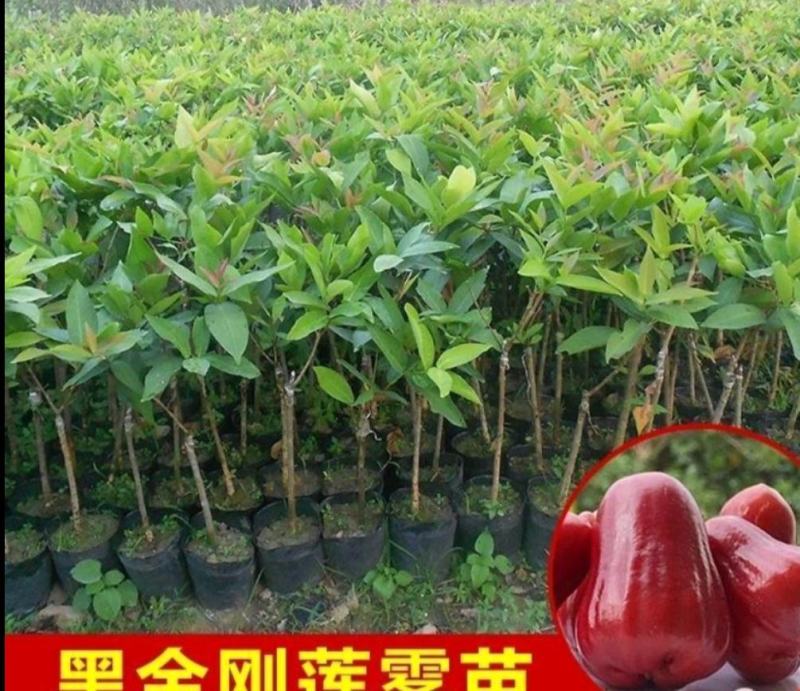 嫁接莲雾苗，小袋，中袋，实生苗