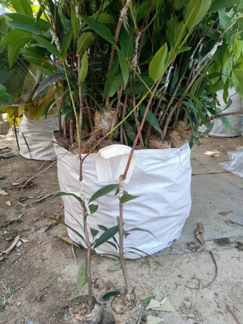 嫁接莲雾苗，小袋，中袋，实生苗