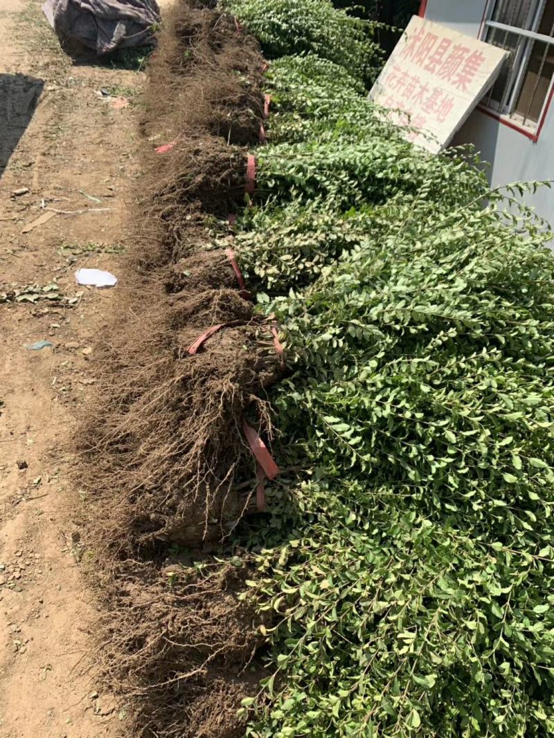 江苏农户出售40公分50公分高小叶女贞绿篱苗价格咨询