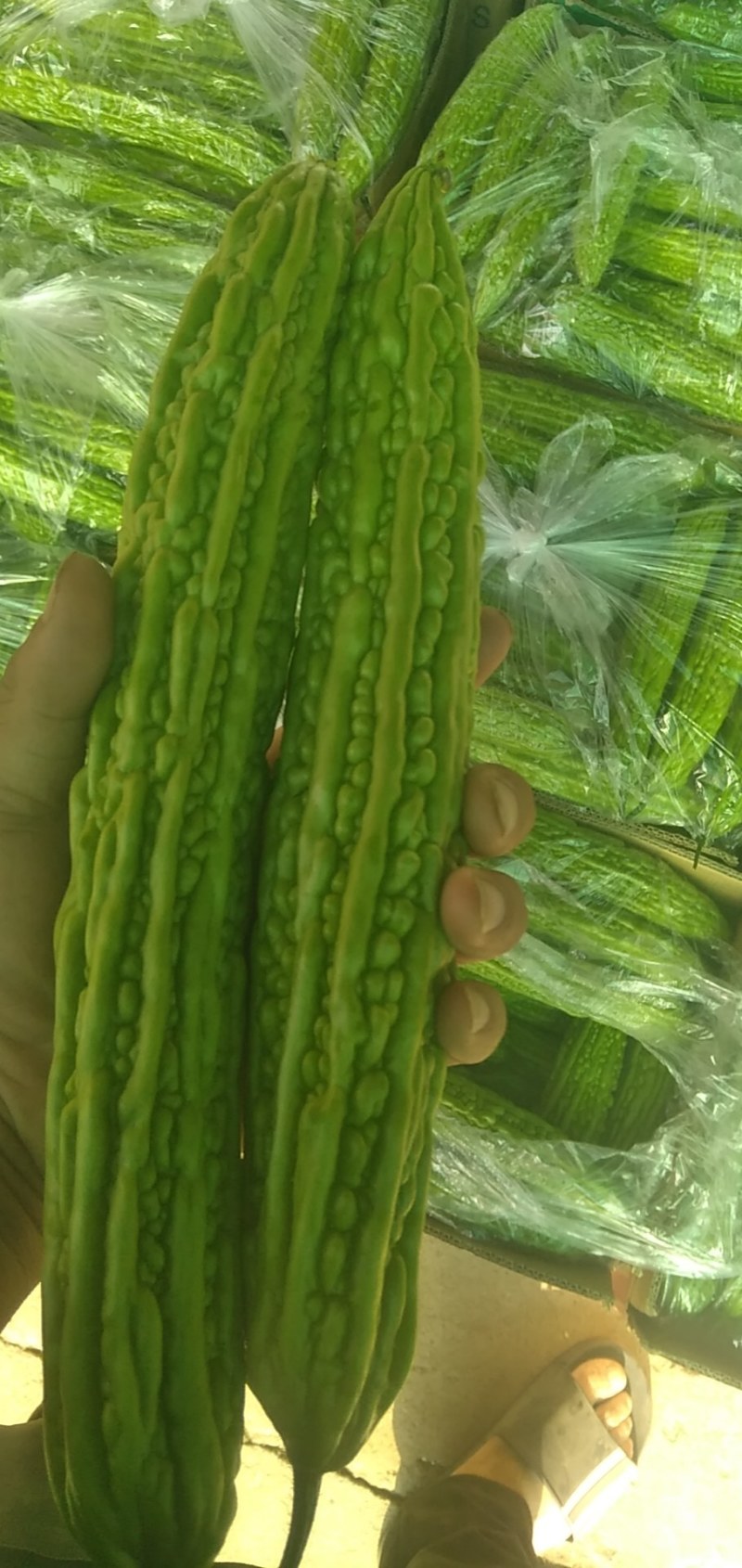 邳州苦瓜，刚开园的苦瓜，条直长，颜色好，需要联系