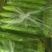 邳州苦瓜，刚开园的苦瓜，条直长，颜色好，需要联系