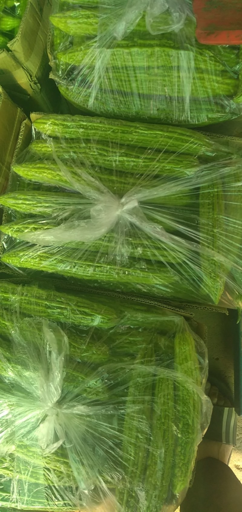 邳州苦瓜，刚开园的苦瓜，条直长，颜色好，需要联系