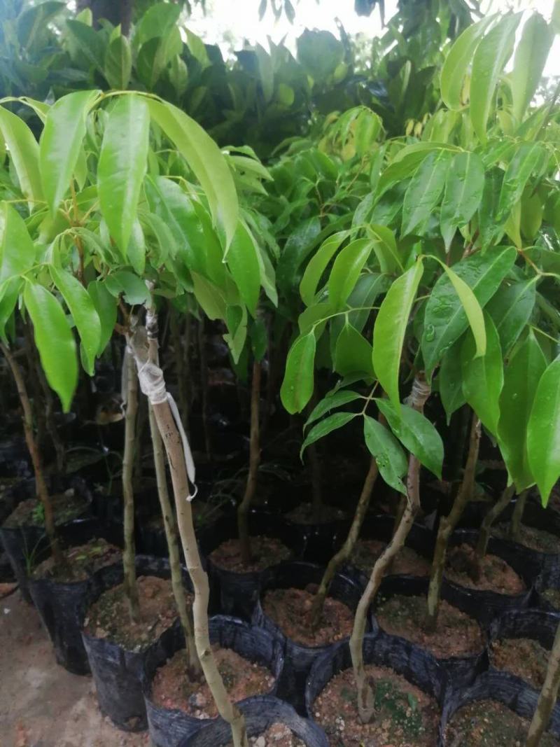 荔枝嫁接果苗，小袋，中袋，实生苗