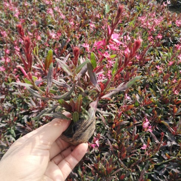 仙桃草，可做花海，小区绿化，道路绿化等等。