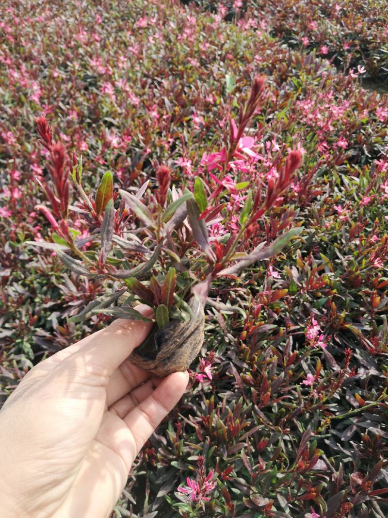仙桃草，可做花海，小区绿化，道路绿化等等。