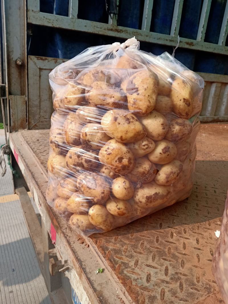 新鲜土豆【黄皮黄心土豆】品质保障，价格优惠，欢迎洽谈
