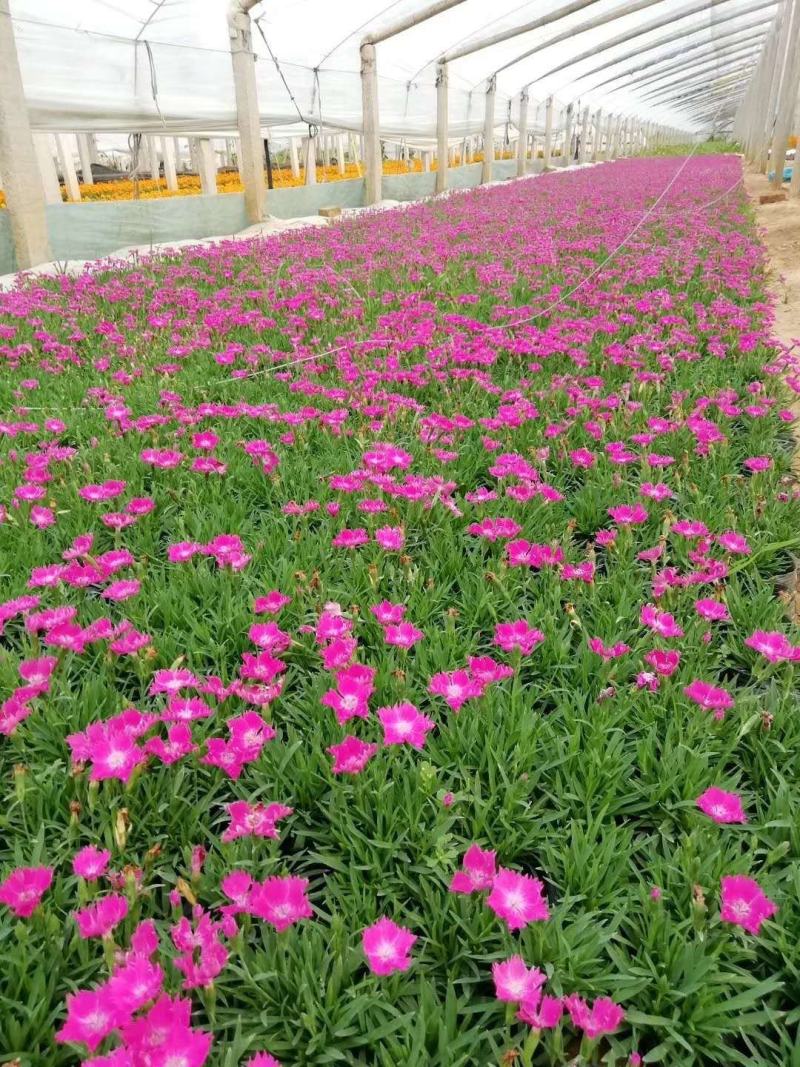 仙桃草，可做花海，小区绿化，道路绿化等等。