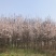 红叶李5到10公分移栽熟货，基地直销，价格合理。