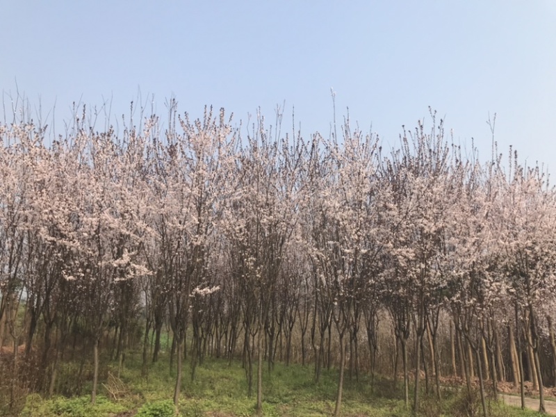 红叶李5到10公分移栽熟货，基地直销，价格合理。