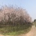 红叶李5到10公分移栽熟货，基地直销，价格合理。